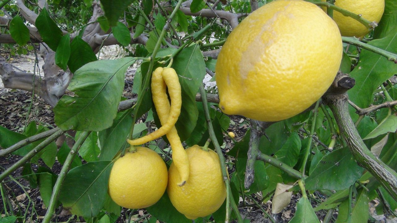 Родина лимона