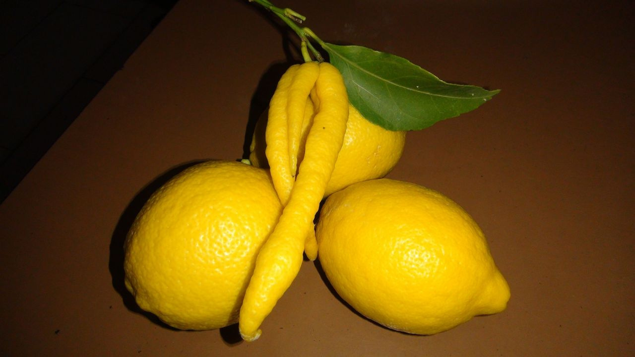 Mersin'de çiftçiyi şok eden görüntü 'biberli limon'