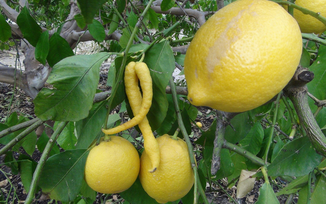 Mersin'de çiftçiyi şok eden görüntü 'biberli limon'
