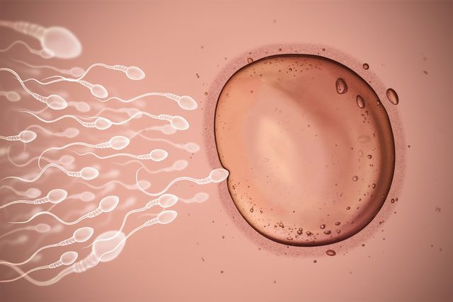 Spermlerle ilgili sıradışı bilgi! Kadın spermi yumurtaya ulaşmadan atıyor
