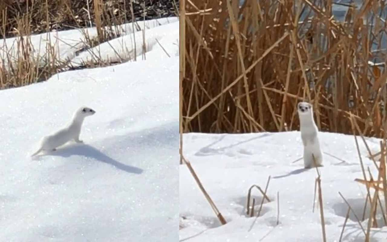 Beyaz gelincik Bitlis’te görüntülendi