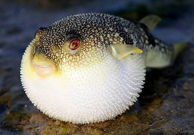 Japonya'da onlarca kişiyi öldüren balon balığının fiyatı cep yakıyor