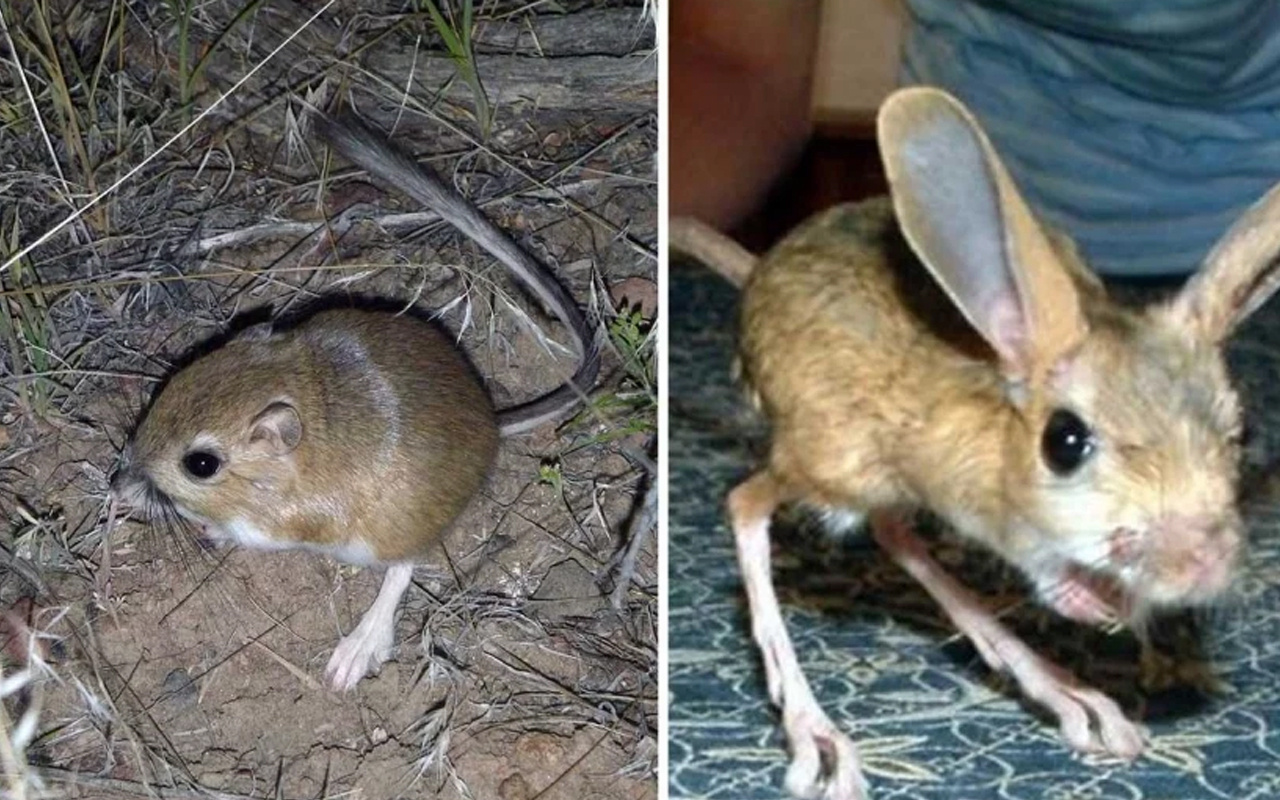 Kanguru faresi nasıl görülür ısırır mı Arap tavşanı arasındaki fark