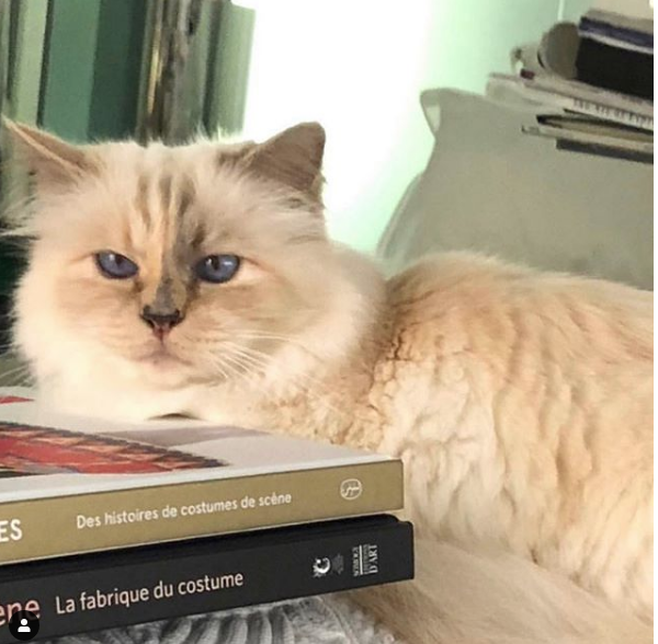 Karl Lagerfeld mirasını kedisine bırakıyor serveti çılgın bir rakam