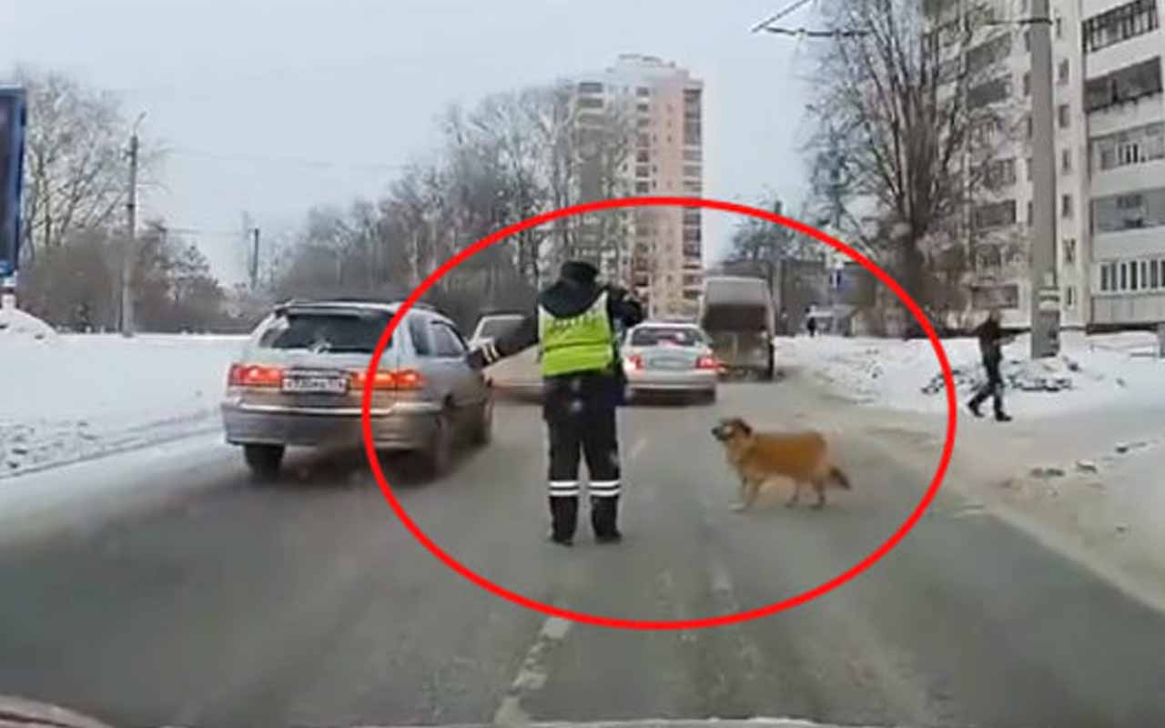 Trafiği durduran polis köpeğe böyle yol açtı