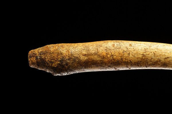 İnsanların penis kemiği ortaya çıktı dünyada bir ilk İngilizler buldu