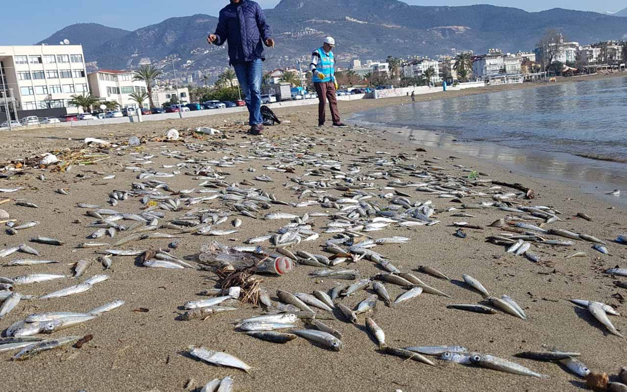 Alanya’da telef olmuş binlerce balık sahile vurdu