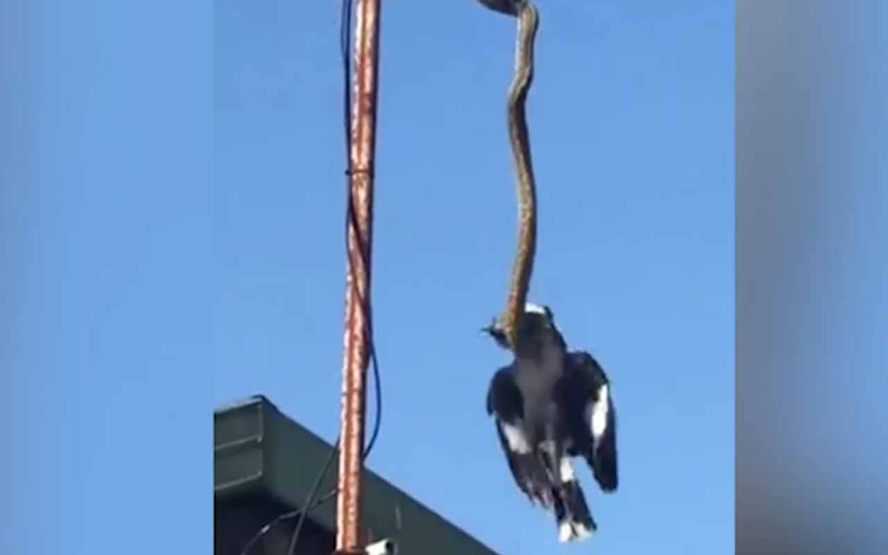 3 metrelik piton yılanı kuşu havada böyle yakaladı