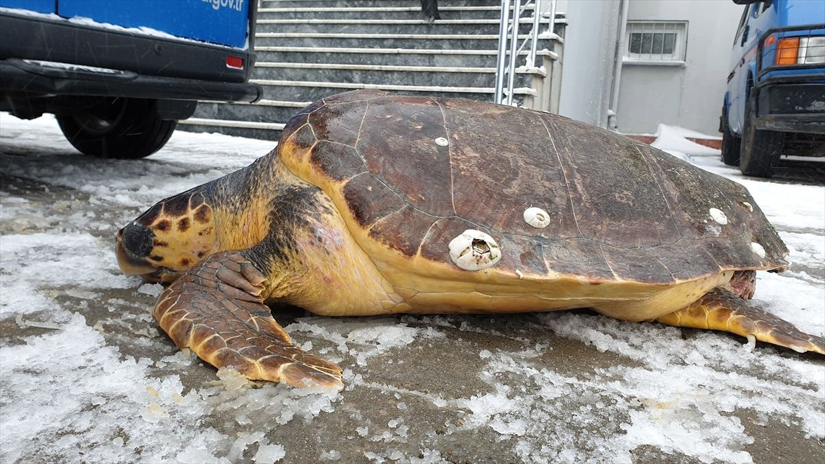 Çanakkale'de denizden çıktı yetkililer fark edince....