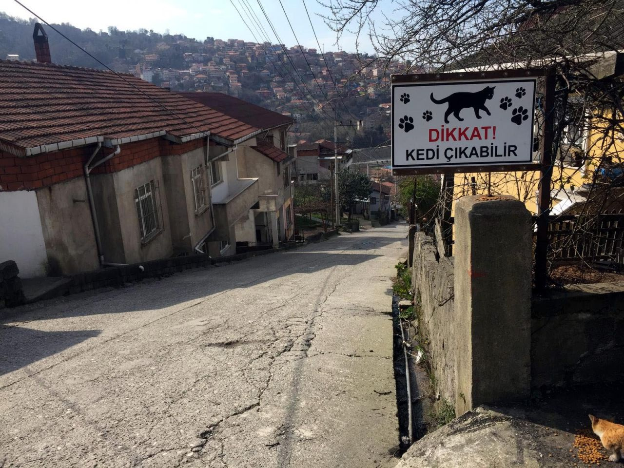 Zonguldak'ta sürücüler için "Dikkat kedi çıkabilir" tabelası astı