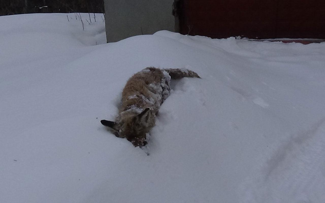 Kars'ta -20 dereceye dayanamayan tilki telef oldu