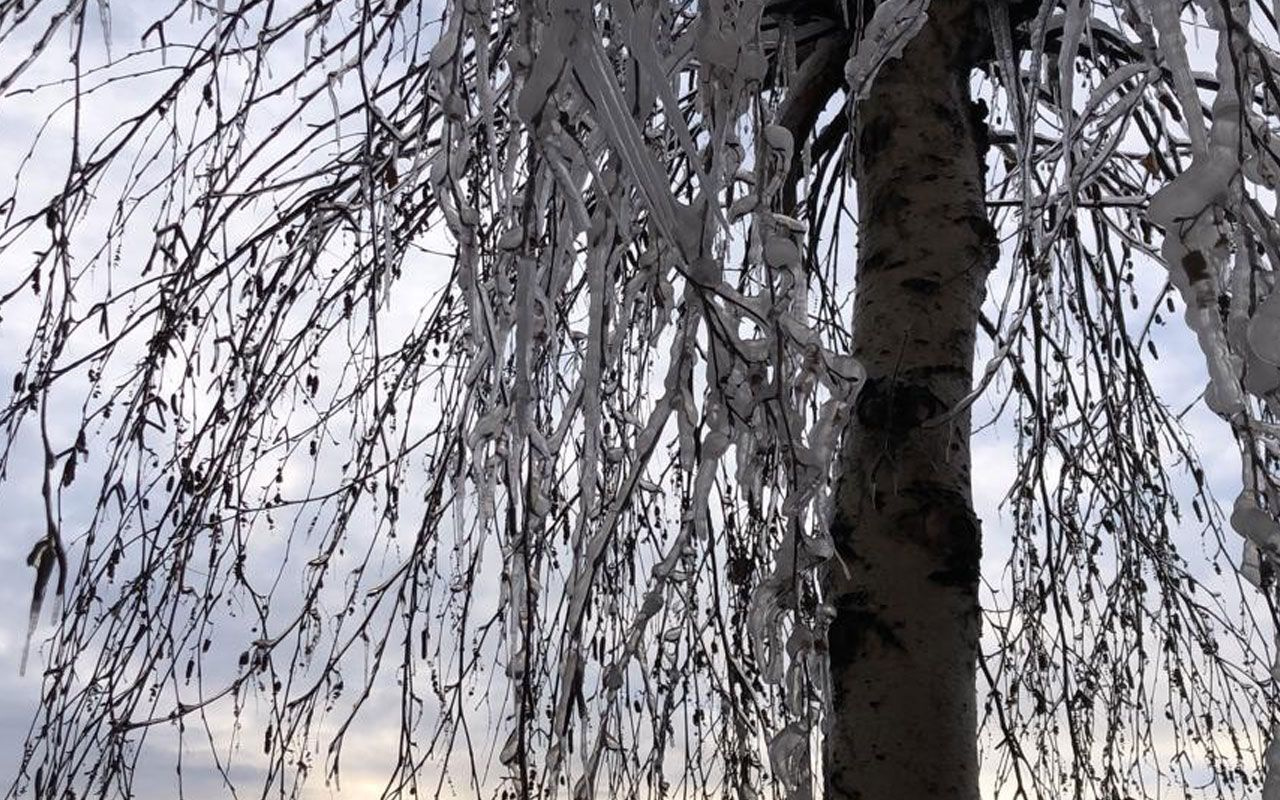 Kars'ta -20 dereceye dayanamayan tilki telef oldu