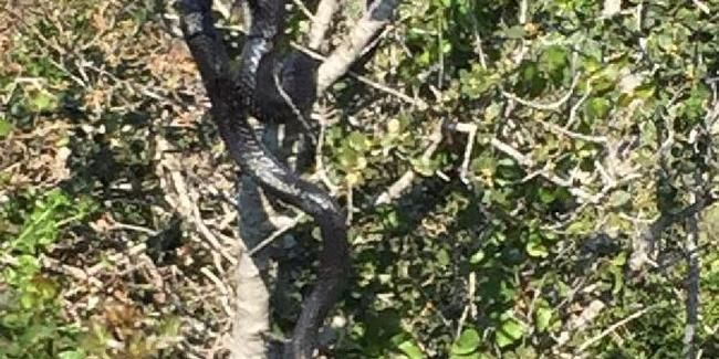 Muğla'da görülen kara yılan herkesi dehşete düşürdü ağacın dalında...