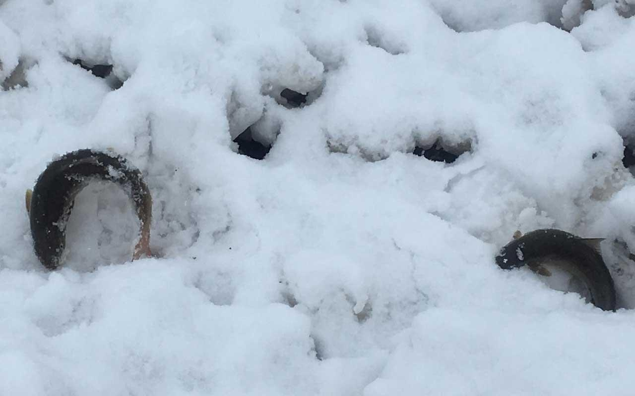 Şırnak Beytüşşebap'ta çığ düştü vatandaşlar balık topladı