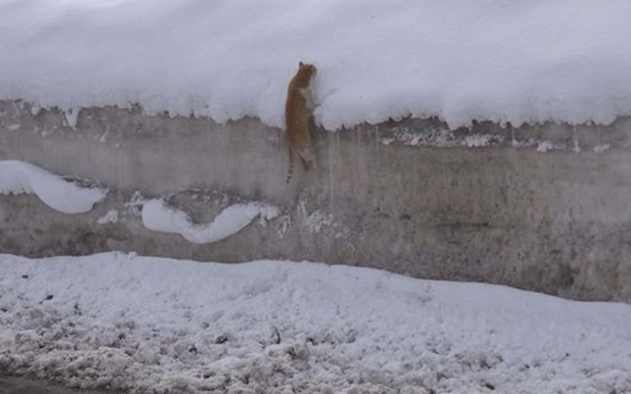 Kedinin karla imtihanı! Tırmanmak için uğraştı ama başarılı olamadı