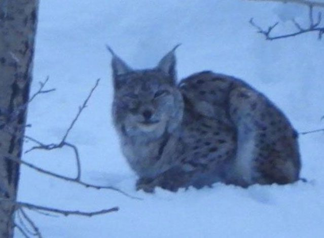 Şırnak ve Erzurum'da görüldü! Bu hayalet hayvanın nesli tükenmek üzere