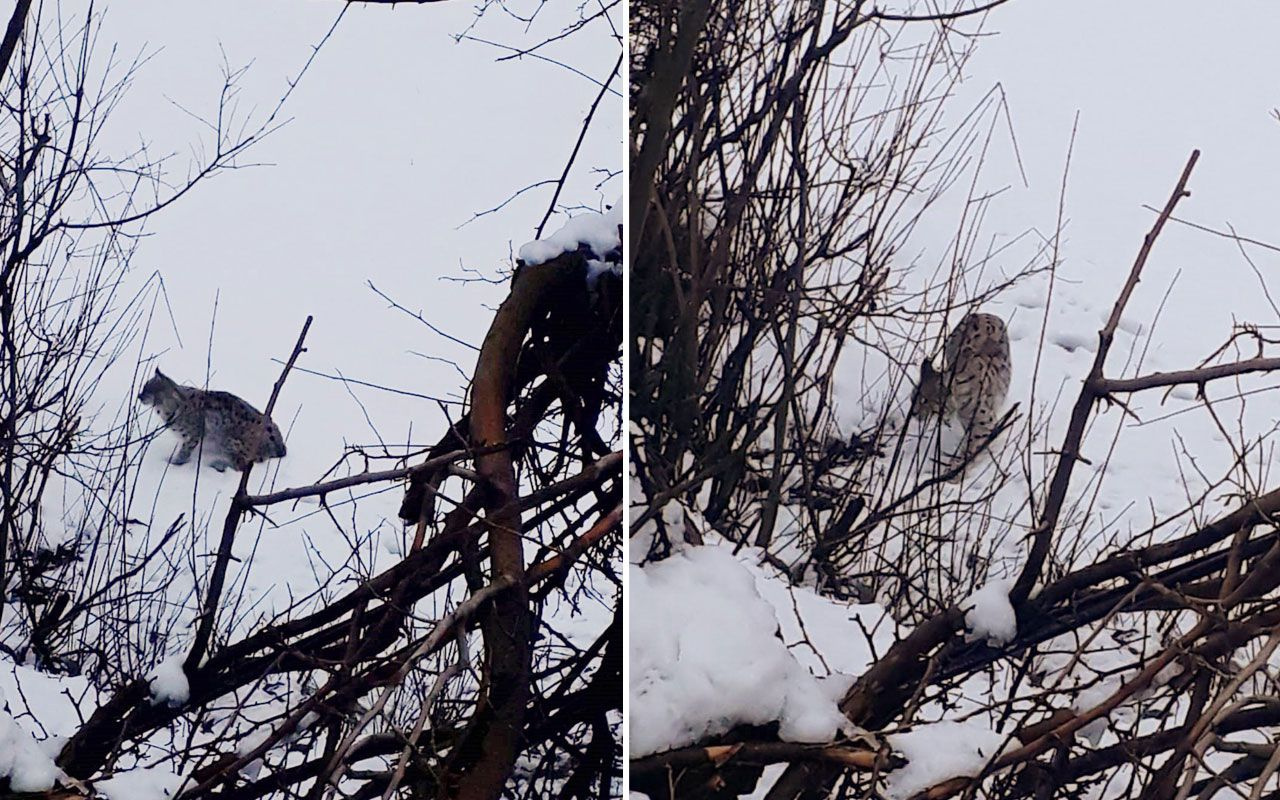 Şırnak ve Erzurum'da görüldü! Bu hayalet hayvanın nesli tükenmek üzere