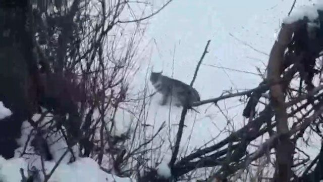 Şırnak ve Erzurum'da görüldü! Bu hayalet hayvanın nesli tükenmek üzere