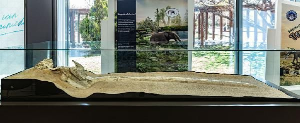 Kayseri'de bulunan 7,5 milyon yıllık fosiller sergide ziyarete açıldı