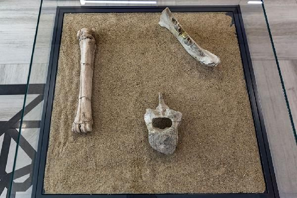 Kayseri'de bulunan 7,5 milyon yıllık fosiller sergide ziyarete açıldı
