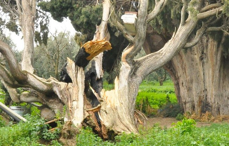 700 yıllık servi ağacını arılar yüzünden yok ettiler! Bursa'da şok olay