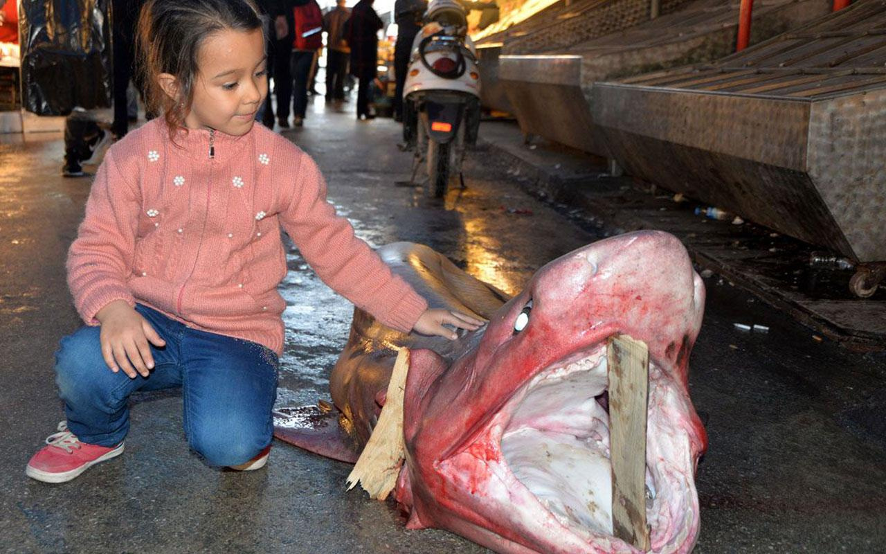 Mersin'de beyaz köpek balığına yoğun ilgi