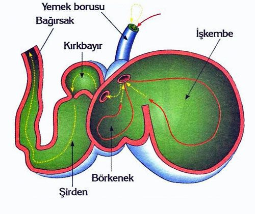 sirdan-hayvanin-neresi-hangi-kismi-TKR0.jpg