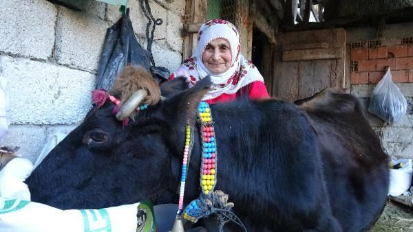 Kesmeye kıyamadığı ineğin yaşını duyanlar şaşırıyor