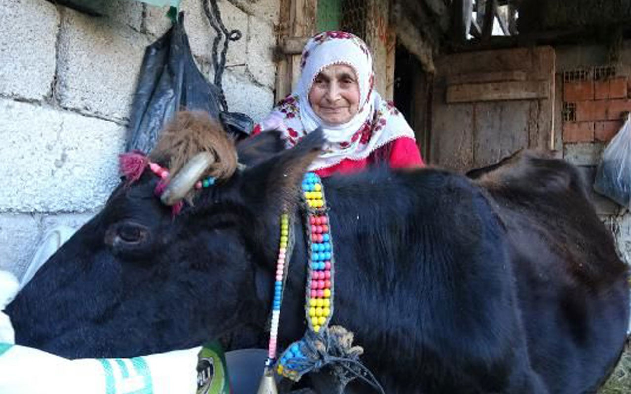 Trabzon'da 35 yaşındaki inekgörenleri şaşırtıyor