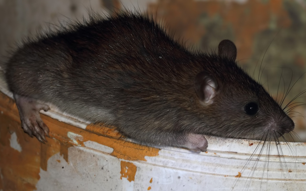 İngiltere'de hapishaneye ölü sıçanlarla uyuşturucu ve cep telefonu sokuldu
