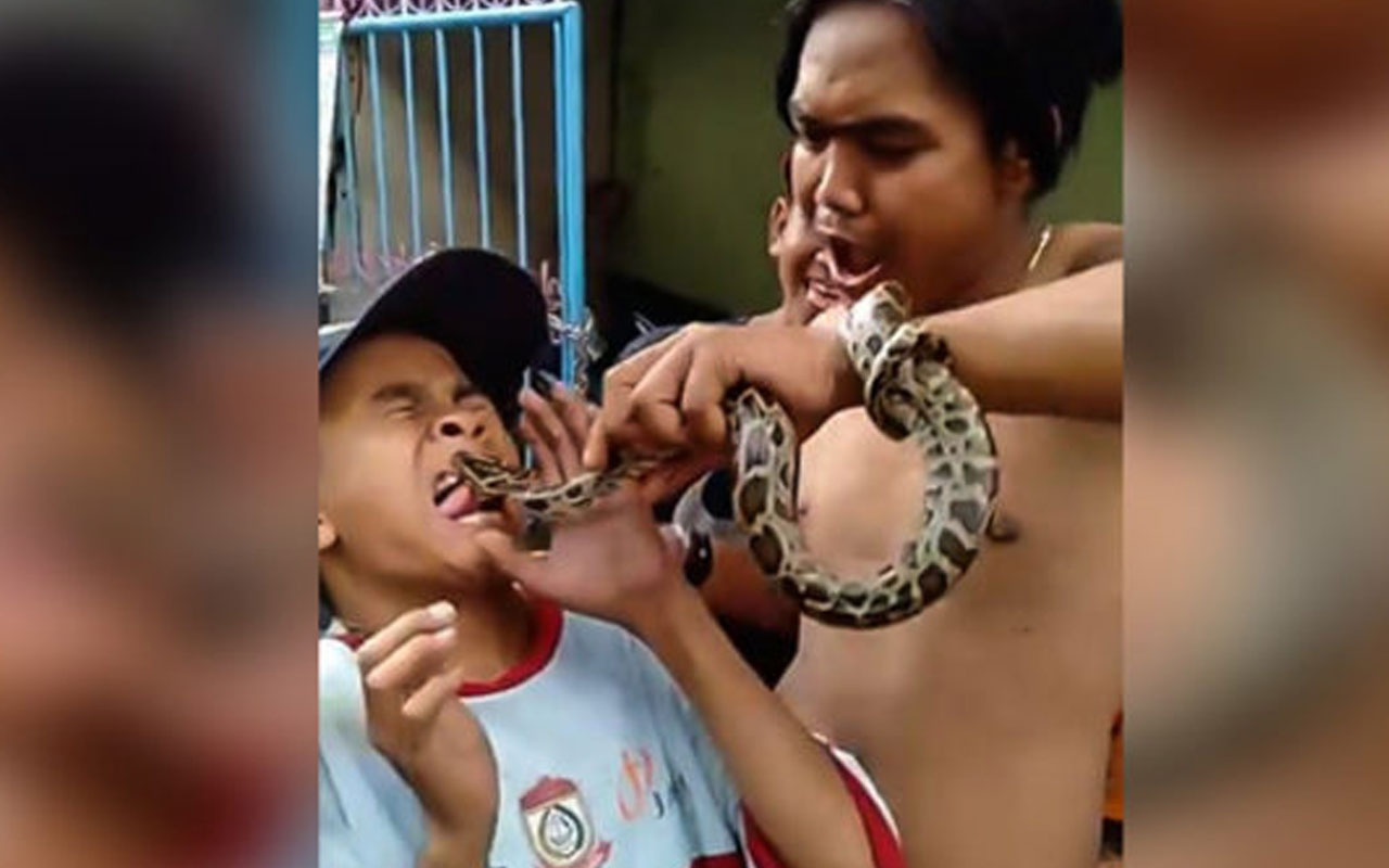 Şoke eden görüntü! Oynadıkları yılan çocuğun dilini soktu