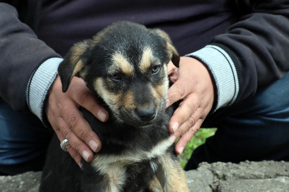 Rize'de köpeğe suni teneffüs yapan vatandaş konuştu