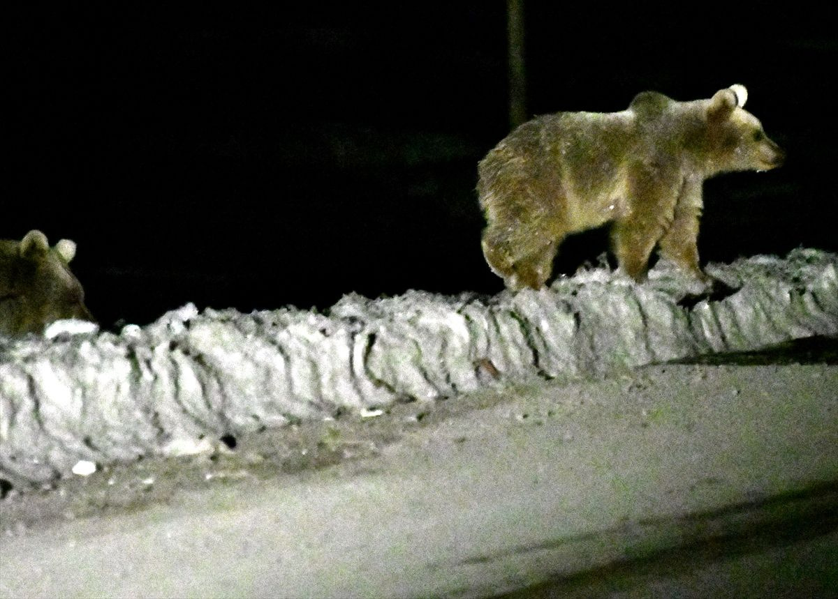 Sarıkamış'da sıra dışı görüntü 4 aylık uyku sonrası orada görüldüler