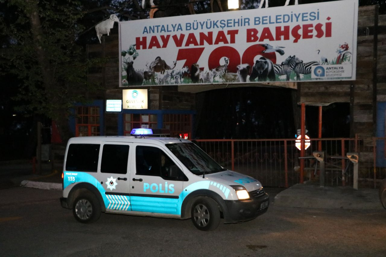 Antalya’da hayvanat bahçesinden kurt kaçtı!