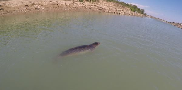 Antalya'da Akdeniz foku için 24 saat nöbet tuttular