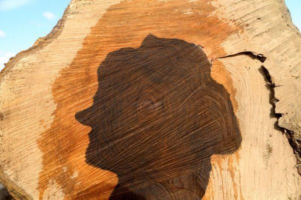 Kastamonu'da ilginç olay! Ağacın gövdesinden kadın silüeti çıktı