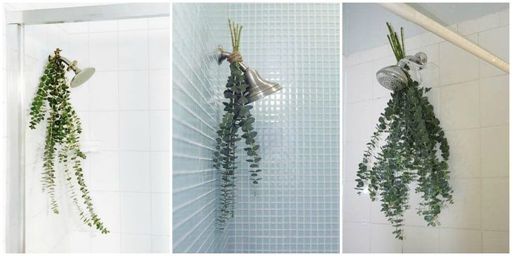 Duşta mutlaka deneyin Okaliptus yaprağının bu faydasını duyunca şoke olacaksınız