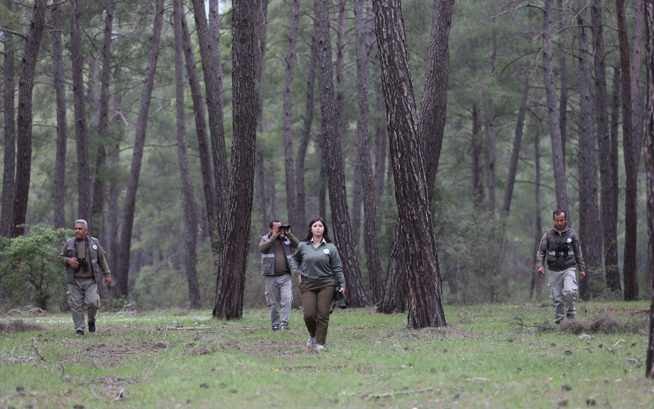 Sürüsündeki kurtlarla kavga etti kaçtı! Antalya küskün kurtu arıyor