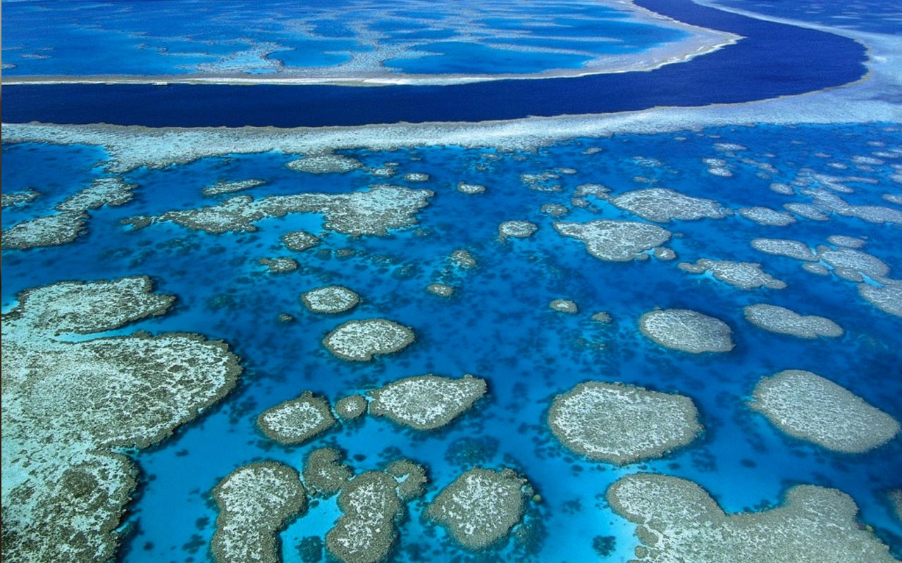 Büyük Bariyer Resifi'ndeki yenilenme kabiliyeti azalıyor