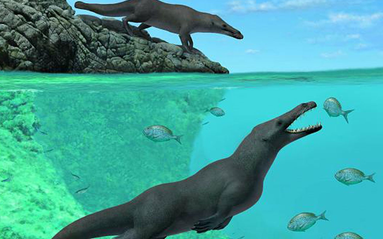 43 milyon yıllık balina fosili bulundu! Meğer karada yürüyebiliyormuş