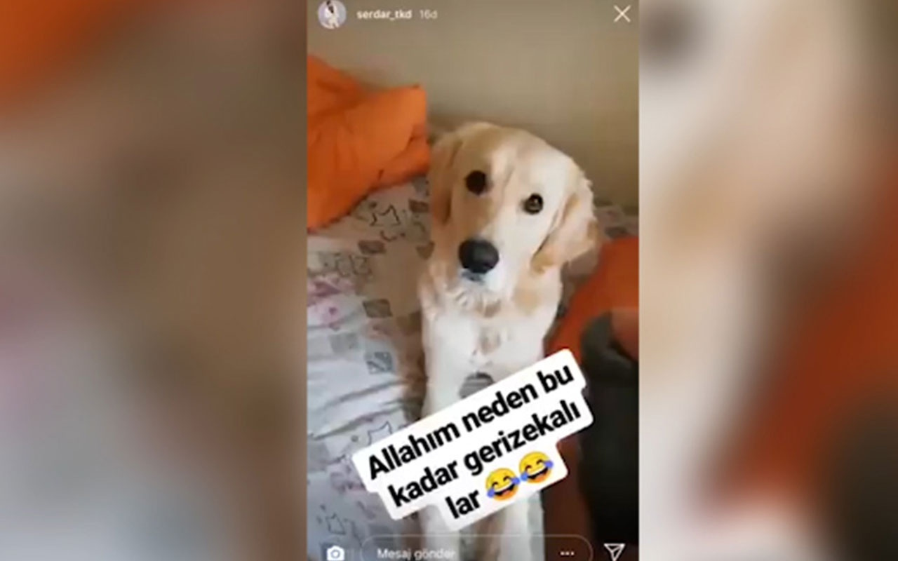 Köpeğe ve papağana deodorantla işkence yaptı sosyal medya ayağa kalktı