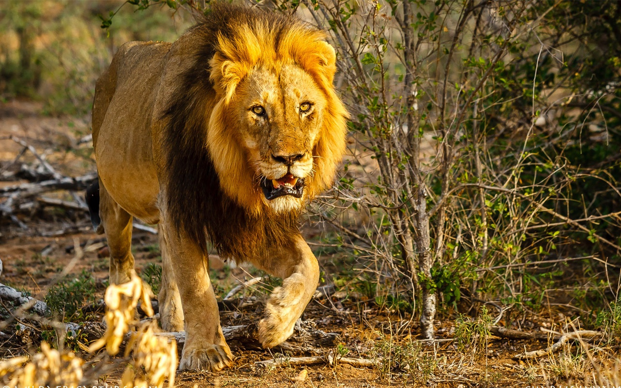 Güney Afrika'da bir kaçak avcıyı fil öldürdü, aslanlar yedi