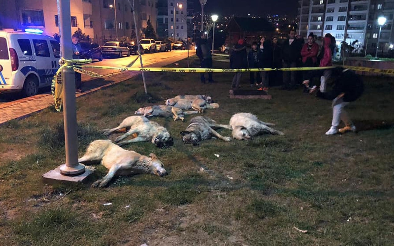 Ankara'yı ayağa kaldıran hayvan katliamı