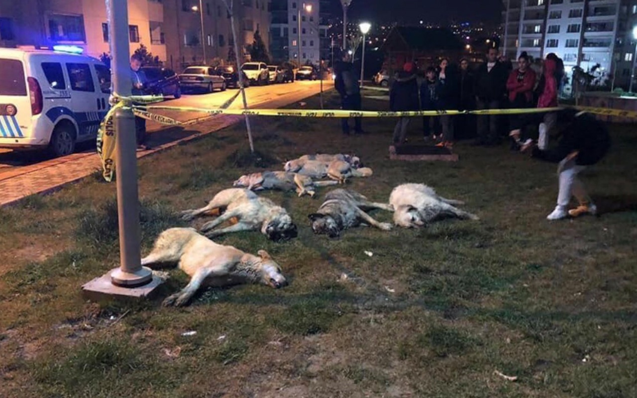 Ankara'da köpekleri zehirleyen 3 kişi gözaltında! Mansur Yavaş talimat vermişti
