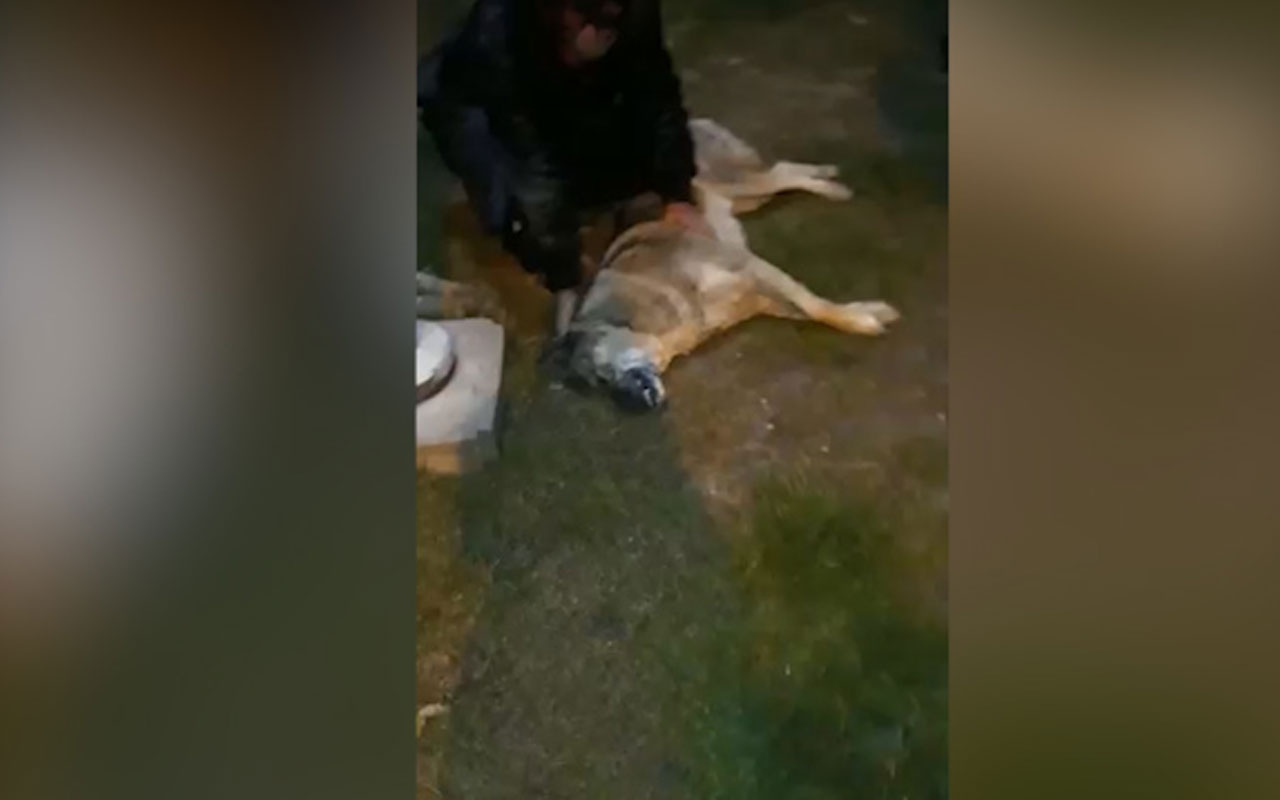 Ankara'da köpekleri zehirleyen 3 kişi ile ilgili flaş gelişme