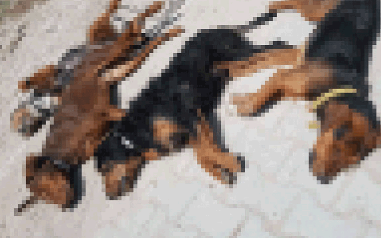 Bu kez Kütahya'da katliam 10 köpek öldü