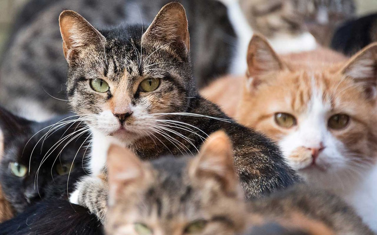 Belçika'da bazı kedi cinslerinin yetiştirilmesi yasaklandı