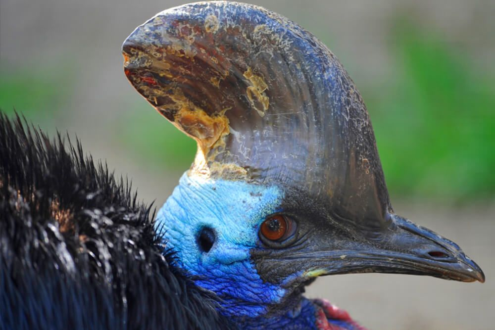 ABD egzotik kuş Cassowary sahibini öldürdü