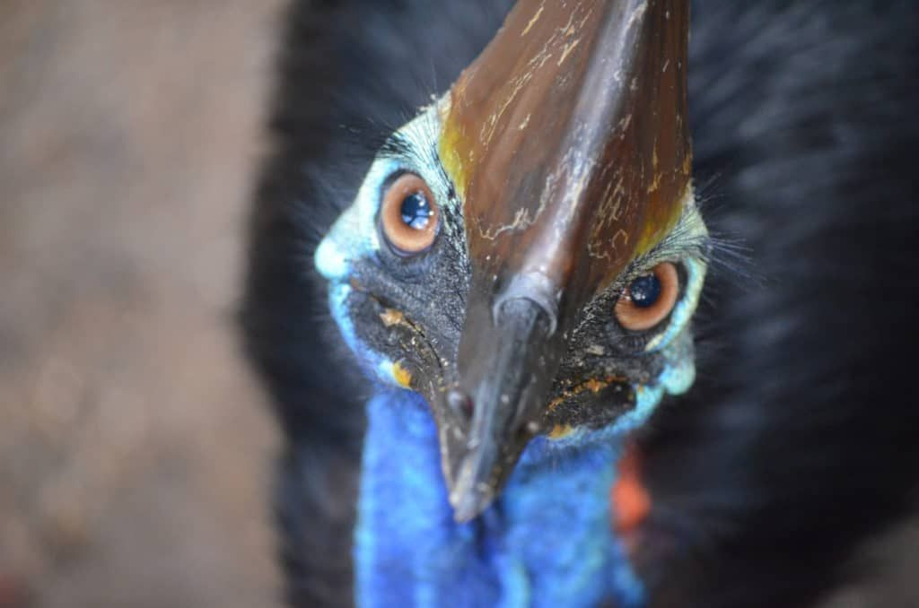 ABD egzotik kuş Cassowary sahibini öldürdü