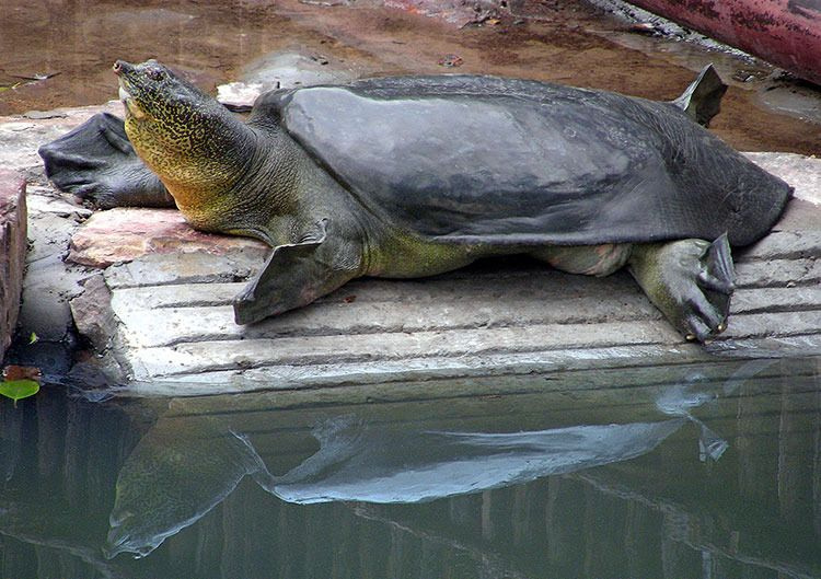 Yangtze kaplumbağası 90 yaşında öldü! Türünün bilinen son örneği